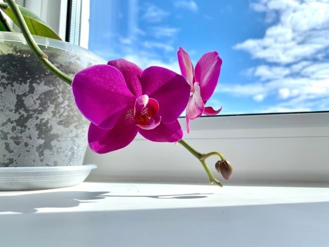 Полив орхидеи в разные времена года
